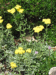 Wooly Yarrow (Achillea tomentosa) at Ward's Nursery & Garden Center