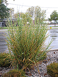 Porcupine Grass (Miscanthus sinensis 'Strictus') at Ward's Nursery & Garden Center