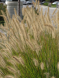 Hameln Dwarf Fountain Grass (Pennisetum alopecuroides 'Hameln') at Ward's Nursery & Garden Center