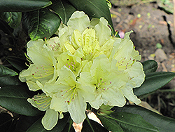 Capistrano Rhododendron (Rhododendron 'Capistrano') at Ward's Nursery & Garden Center
