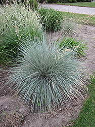 Blue Oat Grass (Helictotrichon sempervirens) at Ward's Nursery & Garden Center