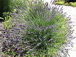 Grosso Lavender (Lavandula x intermedia 'Grosso') at Ward's Nursery & Garden Center
