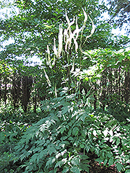 Mountain Bugbane (Actaea podocarpa) at Ward's Nursery & Garden Center
