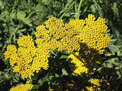 Coronation Gold Yarrow (Achillea 'Coronation Gold') at Ward's Nursery & Garden Center