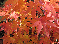 Orange Dream Japanese Maple (Acer palmatum 'Orange Dream') at Ward's Nursery & Garden Center