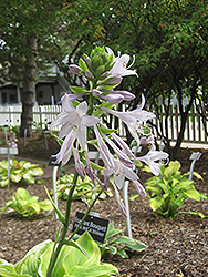 Fragrant Bouquet Hosta (Hosta 'Fragrant Bouquet') at Ward's Nursery & Garden Center