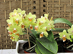 Hybrid Moth Orchid (Phalaenopsis x hybrida) at Ward's Nursery & Garden Center