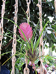 Pink Quill (Tillandsia cyanea) at Ward's Nursery & Garden Center