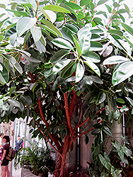 Rubber Tree (Ficus elastica) at Ward's Nursery & Garden Center