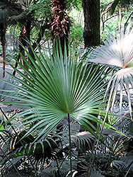 Chinese Fan Palm (Livistona chinensis) at Ward's Nursery & Garden Center