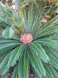 Japanese Sago Palm (Cycas revoluta) at Ward's Nursery & Garden Center