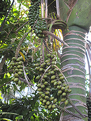 Kentia Palm (Howea forsteriana) at Ward's Nursery & Garden Center