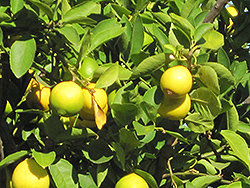 Persian Lime (Citrus x latifolia) at Ward's Nursery & Garden Center