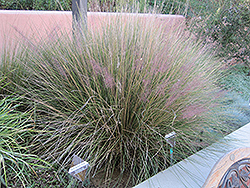 Pink Muhly Grass (Muhlenbergia capillaris 'Pink Muhly') at Ward's Nursery & Garden Center