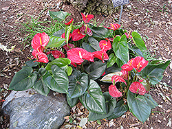 Anthurium (Anthurium andraeanum) at Ward's Nursery & Garden Center
