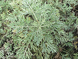 Powis Castle Artemesia (Artemisia 'Powis Castle') at Ward's Nursery & Garden Center