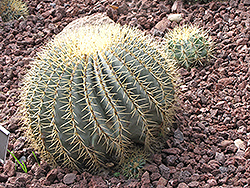 Blue Barrel Cactus (Ferocactus glaucescens) at Ward's Nursery & Garden Center