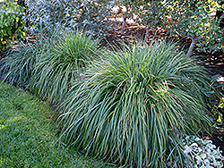 Moudry Fountain Grass (Pennisetum alopecuroides 'Moudry') at Ward's Nursery & Garden Center