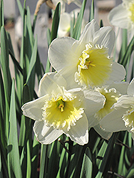 Ice Follies Daffodil (Narcissus 'Ice Follies') at Ward's Nursery & Garden Center