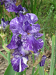 Batik Iris (Iris 'Batik') at Ward's Nursery & Garden Center