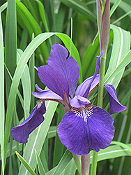 Caesar's Brother Siberian Iris (Iris sibirica 'Caesar's Brother') at Ward's Nursery & Garden Center