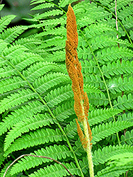 Cinnamon Fern (Osmunda cinnamomea) at Ward's Nursery & Garden Center
