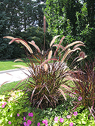 Purple Fountain Grass (Pennisetum setaceum 'Rubrum') at Ward's Nursery & Garden Center