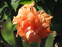 Double Orange Hibiscus (Hibiscus rosa-sinensis 'Double Orange') at Ward's Nursery & Garden Center