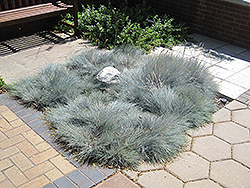 Blue Fescue (Festuca glauca) at Ward's Nursery & Garden Center