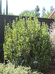 Sweet Bay (shrub form) (Laurus nobilis '(shrub form)') at Ward's Nursery & Garden Center