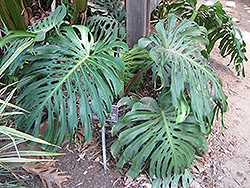 Monstera Deliciosa Plant (Monstera deliciosa) at Ward's Nursery & Garden Center