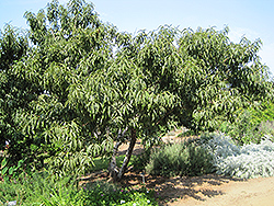 Common Peach (Prunus persica) at Ward's Nursery & Garden Center
