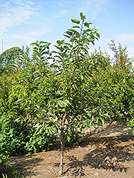 Royal Lee Cherry (Prunus avium 'Royal Lee') at Ward's Nursery & Garden Center