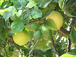 Eureka Lemon (Citrus limon 'Eureka') at Ward's Nursery & Garden Center