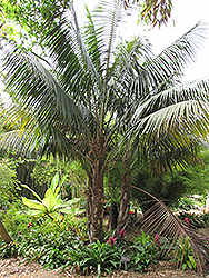 Kentia Palm (Howea forsteriana) at Ward's Nursery & Garden Center