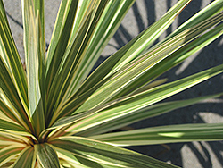 Sparkler Grass Palm (Cordyline australis 'Sparkler') at Ward's Nursery & Garden Center
