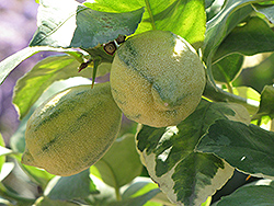 Variegated Pink Eureka Lemon (Citrus limon 'Variegated Pink Eureka') at Ward's Nursery & Garden Center