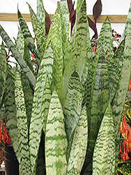 Ceylon Bowstring Hemp (Sansevieria zeylanica) at Ward's Nursery & Garden Center