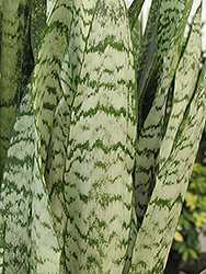 Ceylon Bowstring Hemp (Sansevieria zeylanica) at Ward's Nursery & Garden Center