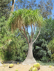 Pony Tail Palm (Beaucarnea recurvata) at Ward's Nursery & Garden Center