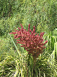 Pony Tail Palm (Beaucarnea recurvata) at Ward's Nursery & Garden Center