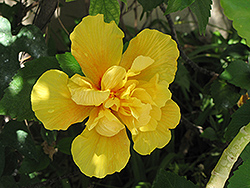 Double Yellow Hibiscus (Hibiscus rosa-sinensis 'Double Yellow') at Ward's Nursery & Garden Center