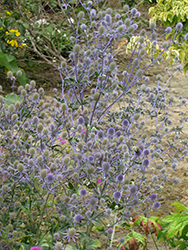 Sapphire Blue Sea Holly (Eryngium 'Sapphire Blue') at Ward's Nursery & Garden Center