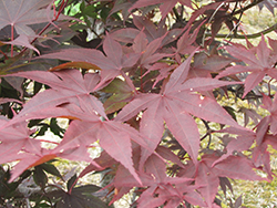 Red Emperor Japanese Maple (Acer palmatum 'Red Emperor') at Ward's Nursery & Garden Center