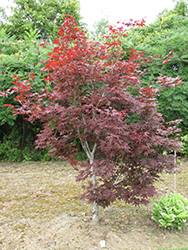 Red Emperor Japanese Maple (Acer palmatum 'Red Emperor') at Ward's Nursery & Garden Center