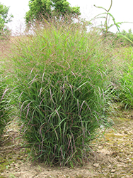 Prairie Sky Switch Grass (Panicum virgatum 'Prairie Sky') at Ward's Nursery & Garden Center