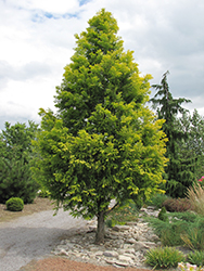 Gold Rush Dawn Redwood (Metasequoia glyptostroboides 'Ogon') at Ward's Nursery & Garden Center