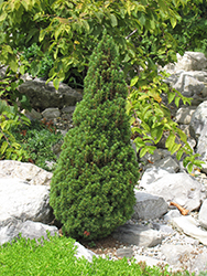 Jean's Dilly Spruce (Picea glauca 'Jean's Dilly') at Ward's Nursery & Garden Center