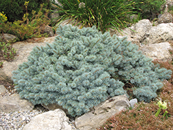 St. Mary's Broom Creeping Blue Spruce (Picea pungens 'St. Mary's Broom') at Ward's Nursery & Garden Center