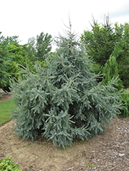 Doumet Black Spruce (Picea mariana 'Doumettii') at Ward's Nursery & Garden Center